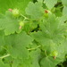Prickly Gooseberry - Photo (c) scarabcat, all rights reserved, uploaded by scarabcat