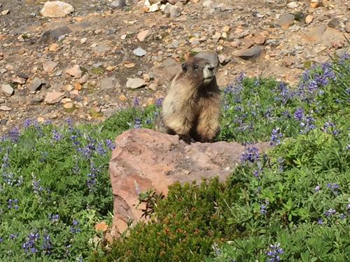 Hoary Marmot