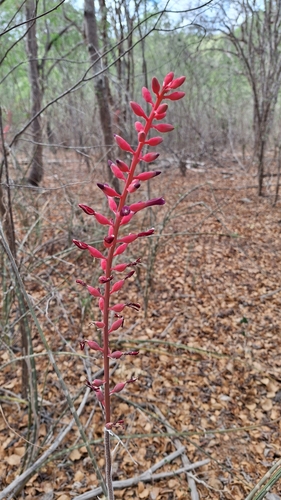 Neoglaziovia variegata