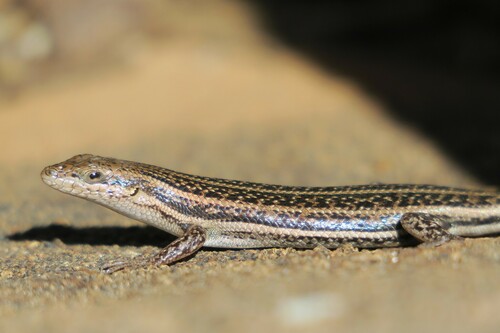 Smooth Variable Skink