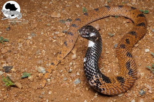 Shield-nose Snake