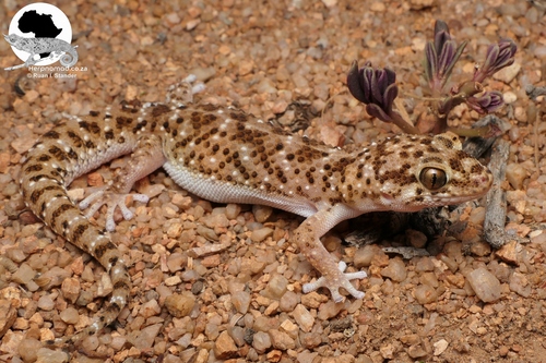Cape Thick-toed Gecko