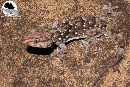 Turner's Thick-toed Gecko
