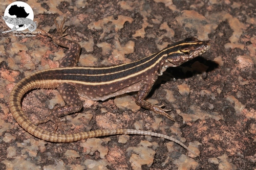 Platysaurus intermedius nigrescens