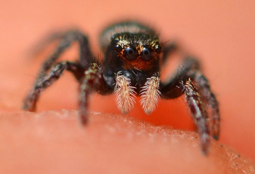 Pellenes ignifrons