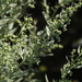 Artemisia absinthium - Photo (c) Татьяна Губина, כל הזכויות שמורות, הועלה על ידי Татьяна Губина
