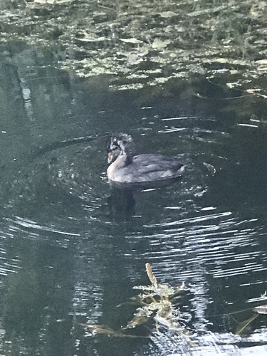 iNaturalist observation photo of Pied-billed Grebe