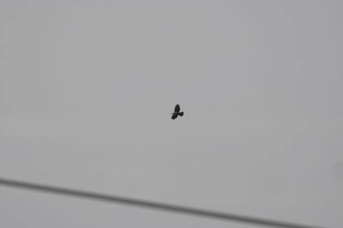 Avistamiento Águila perdicera o águila azor perdicera