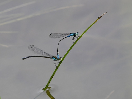 Xiphiagrion cyanomelas