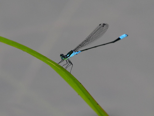 Xiphiagrion cyanomelas