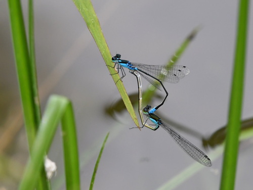 Xiphiagrion cyanomelas