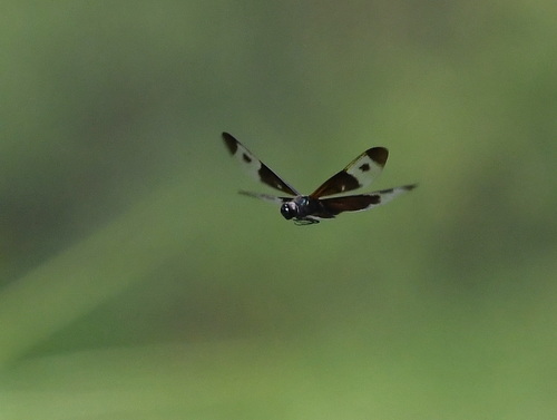 Pied Sapphire Flutterer