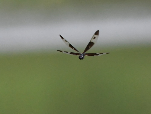 Pied Sapphire Flutterer