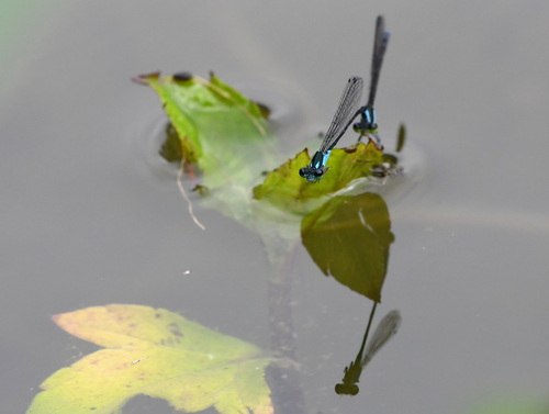 Xiphiagrion cyanomelas