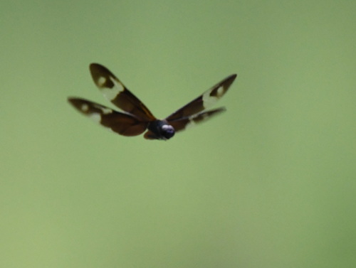 Pied Sapphire Flutterer