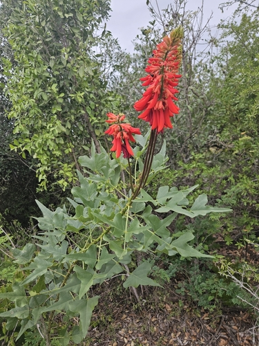 Erythrina humeana Spreng.