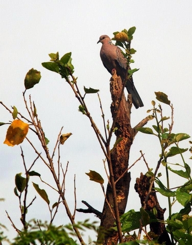 Spotted Dove