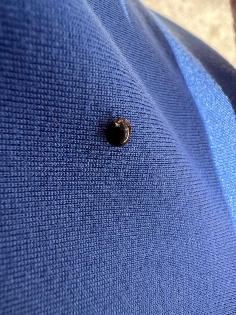 Winged and Once-winged Insects from SW 171st Ct, Miami, FL, US on ...