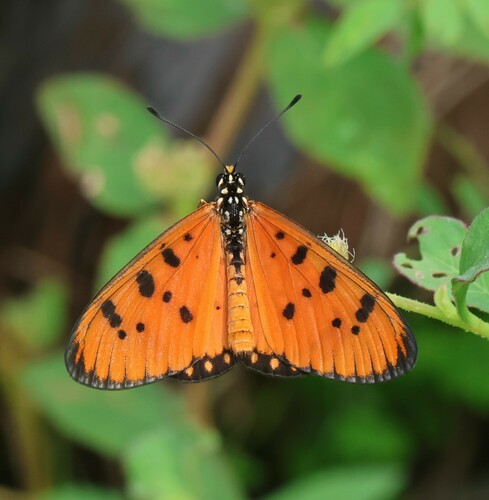 Tawny Coster