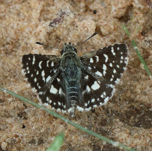 Asian Grizzled Skipper
