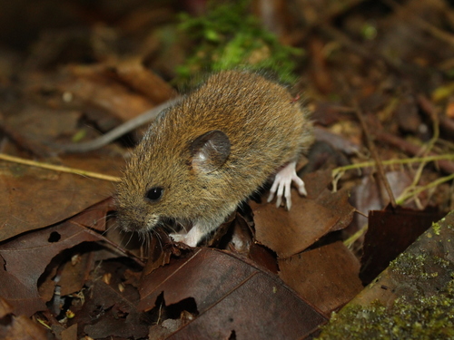 Delicate Pygmy Rice Rat (Oligoryzomys delicatus) — Data Deficient Mammalia