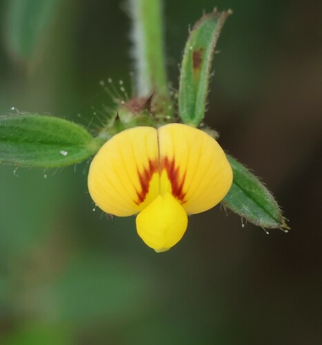 Wild Lucerne
