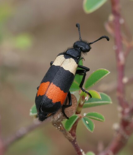Hycleus ceylonicus