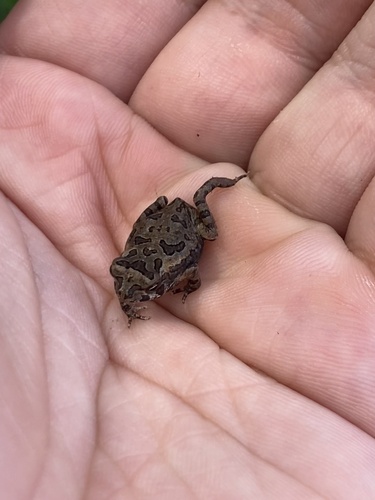 Cururu Toad