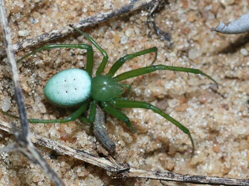 Araneus viridisomus
