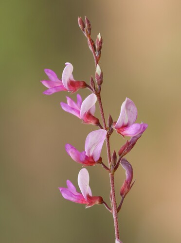 Aphyllodium biarticulatum