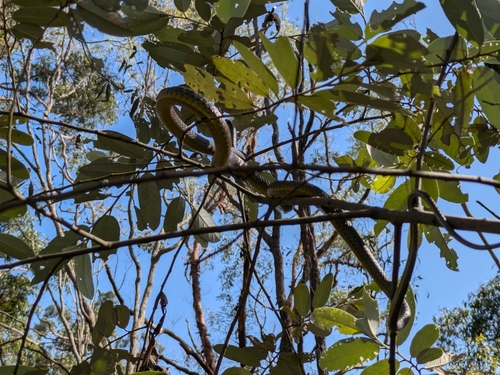 Common Tree Snake sighting