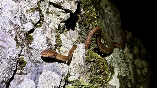 Brown Tree Snake sighting