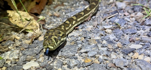 Coastal Carpet Python sighting
