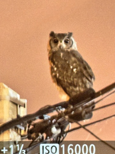 Grayish Eagle-Owl