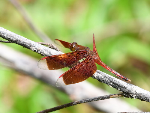 Straight-edge Red Parasol