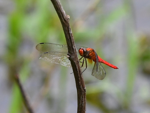 Orange Skimmer