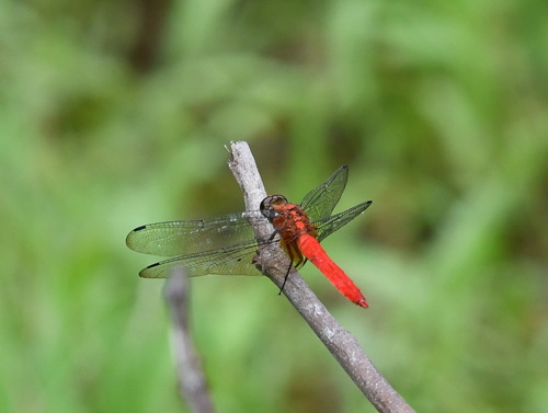 Orange Skimmer