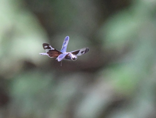 Pied Sapphire Flutterer