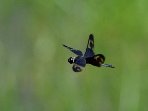 Pied Sapphire Flutterer