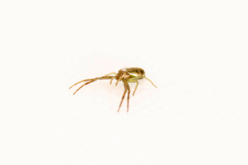 Titidius curvilineatus
