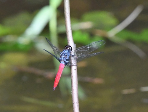 Crimson-tailed Marsh Hawk
