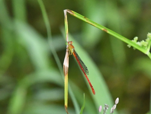 Ceriagrion lieftincki