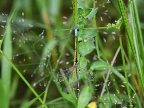 Scalloped Spreadwing