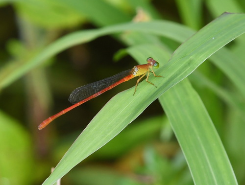 Ceriagrion lieftincki