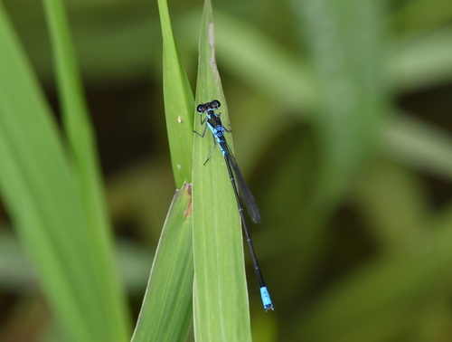 Xiphiagrion cyanomelas
