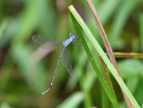 Scalloped Spreadwing