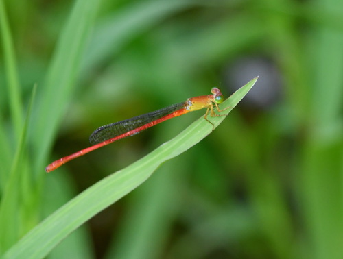 Ceriagrion lieftincki