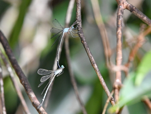 Scalloped Spreadwing