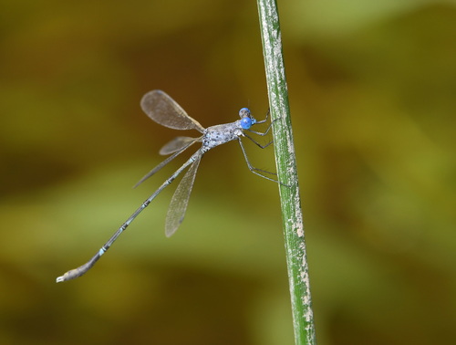 Scalloped Spreadwing