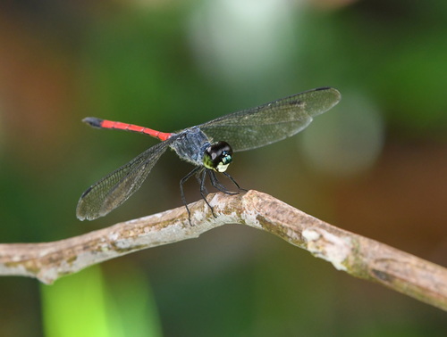 Grenadier